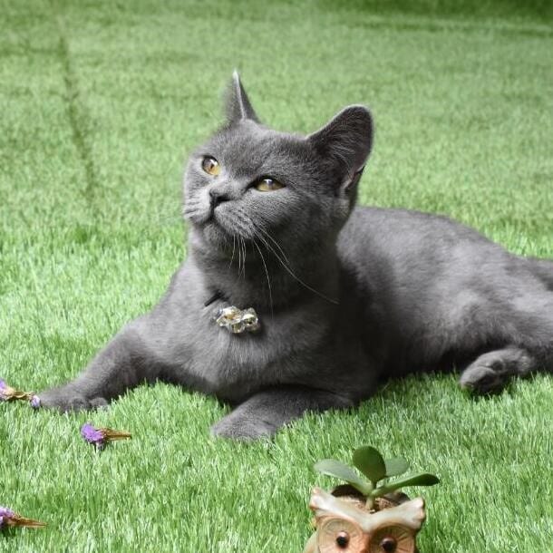 artificial grass